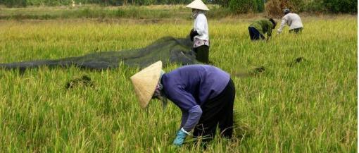 Année 2012 fructueuse pour le riz au Vietnam